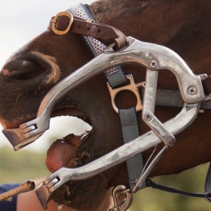 Equine Veterinary Instruments