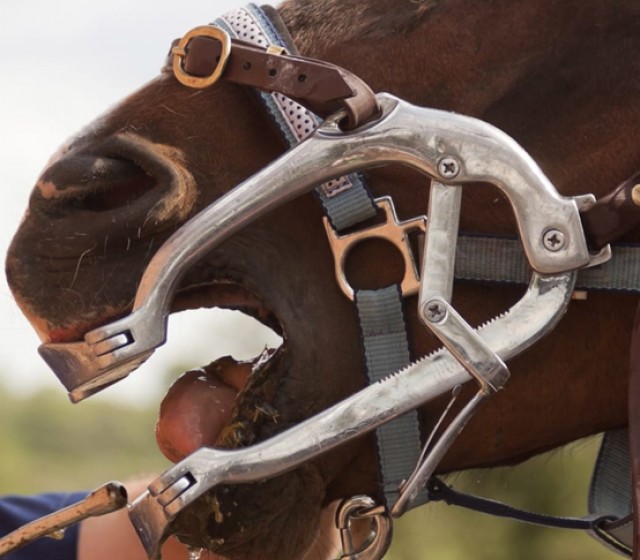 Equine Veterinary Instruments